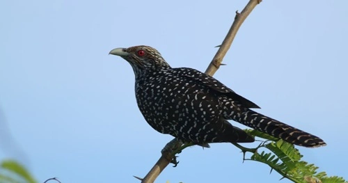 Asian Koel