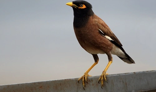 Common Myna