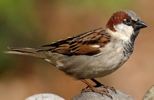House Sparrow