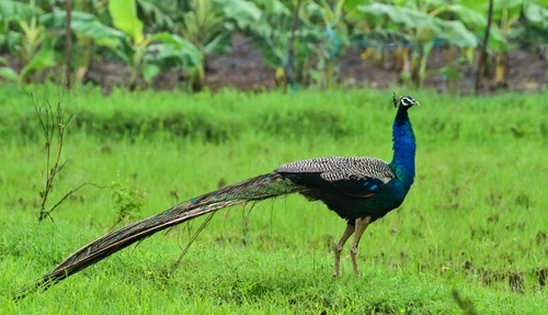 Indian Peafowl