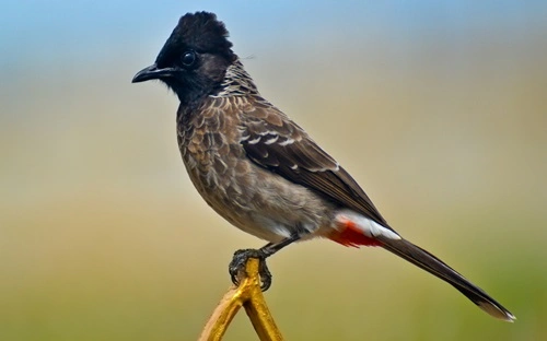 Red-vented Bulbul