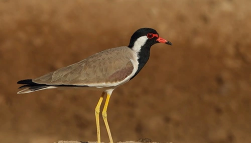 Red-wattled Lapwing