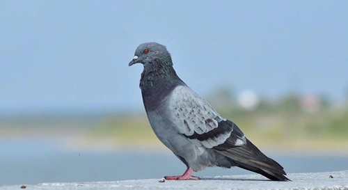 Rock Pigeon