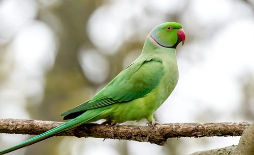 Rose-Ringed Parakeet