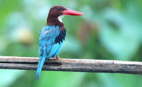 White-throated Kingfisher