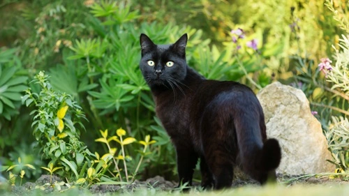 Black Cat Crossing Your Path Is Bad Luck
