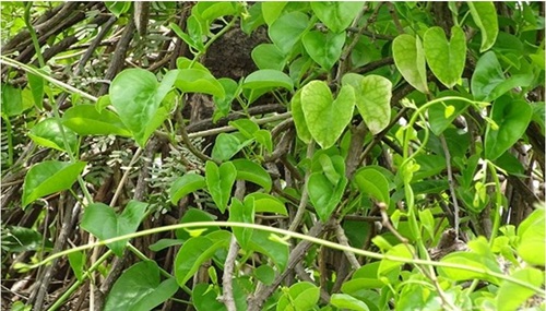 Giloy Plant