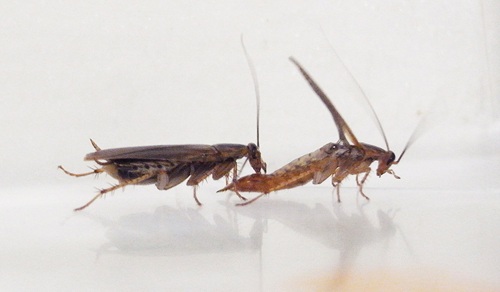 Male and Female Cockroach