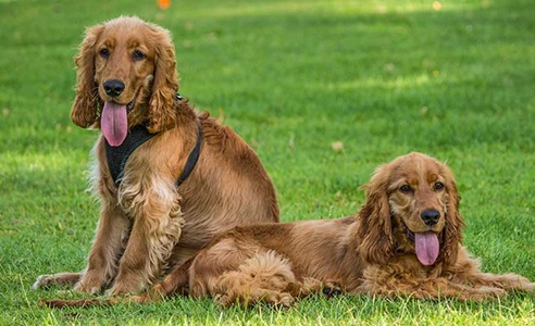 Male and Female Dog