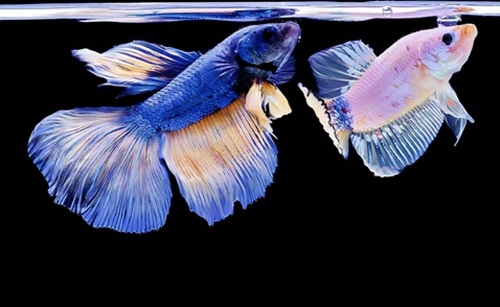 Male and Female Fish