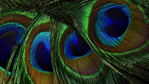 Peacock Feather