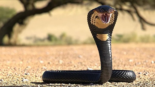 Poisonous Snakes