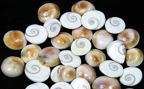 Real Gomti Chakra