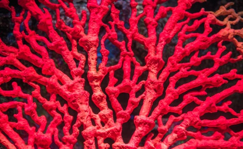 Red Coral