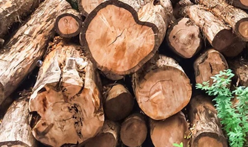 Sheesham Wood