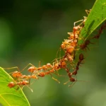 Ants