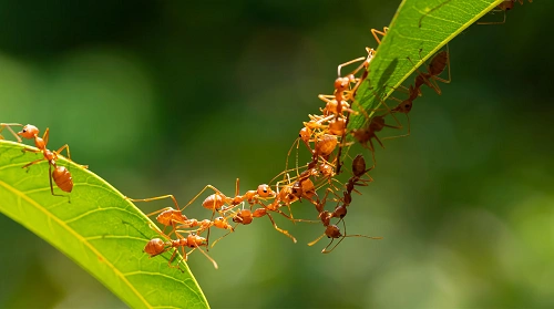 Ants