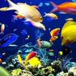 Sea Animals