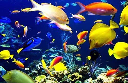 Sea Animals