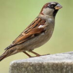 Sparrows
