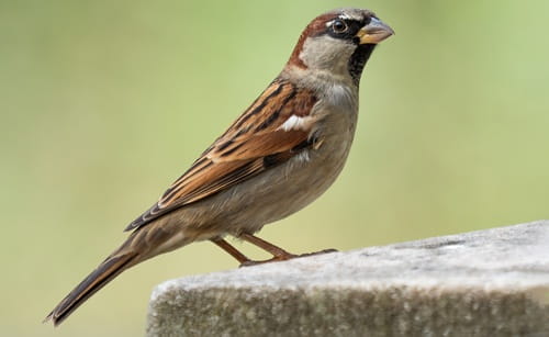 Sparrows