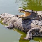Crocodiles
