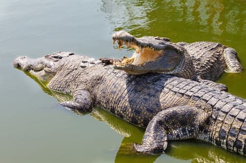 Crocodiles