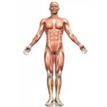 human body