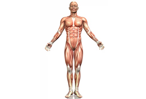 human body