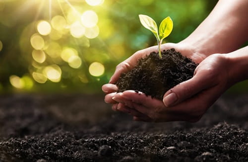 soil