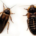 Roaches
