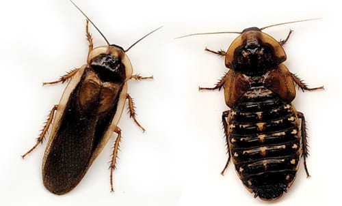 Roaches