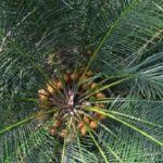 Beddome’s Cycad