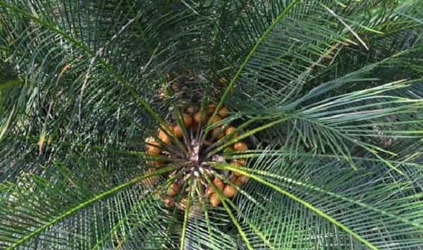 Beddome’s Cycad