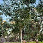 Eucalyptus Grandis
