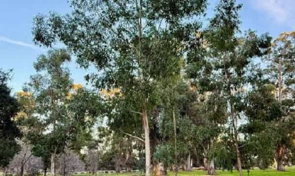 Eucalyptus Grandis