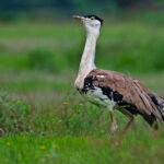 Great Indian Bustard