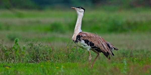 Great Indian Bustard