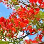 Gulmohar