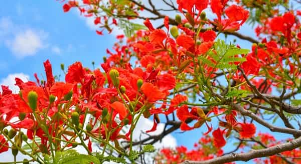 Gulmohar