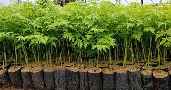 Melia Dubia / Malabar Neem