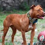 Pitbull Terrier