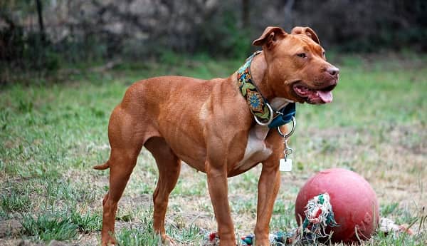 Pitbull Terrier