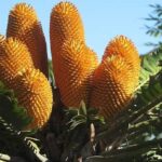 Wood’s Cycad