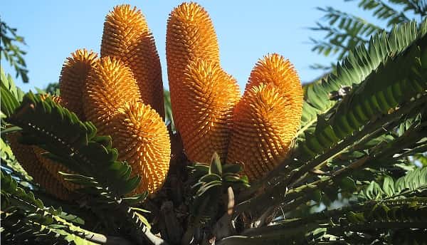 Wood’s Cycad